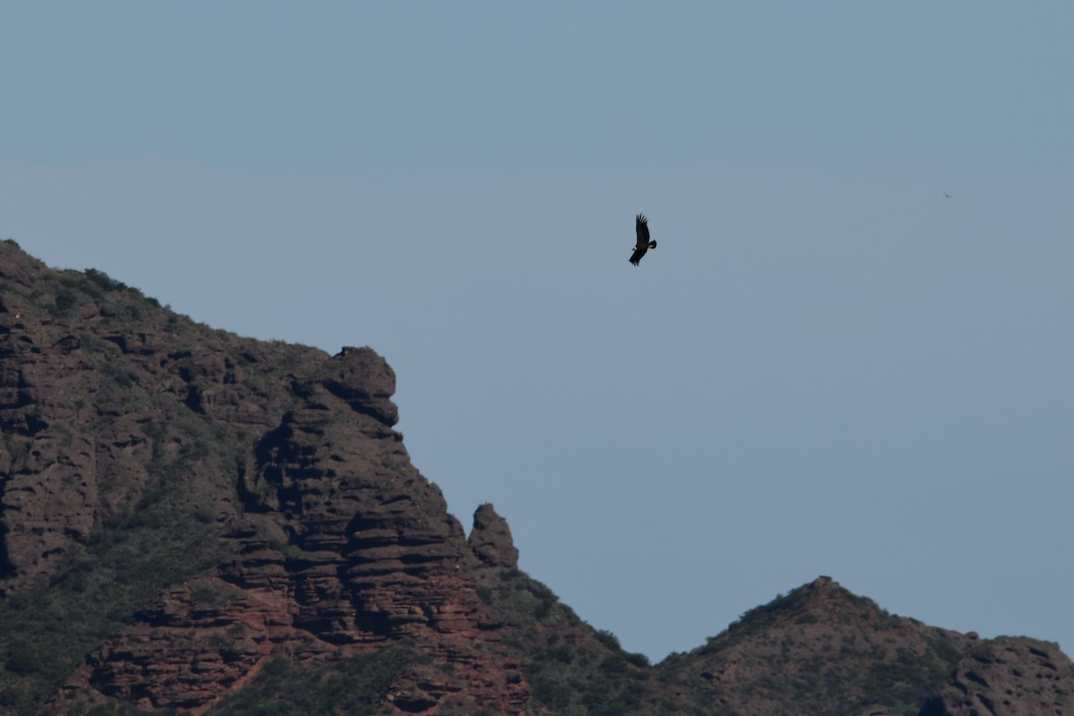 Andean Condor - ML633461124