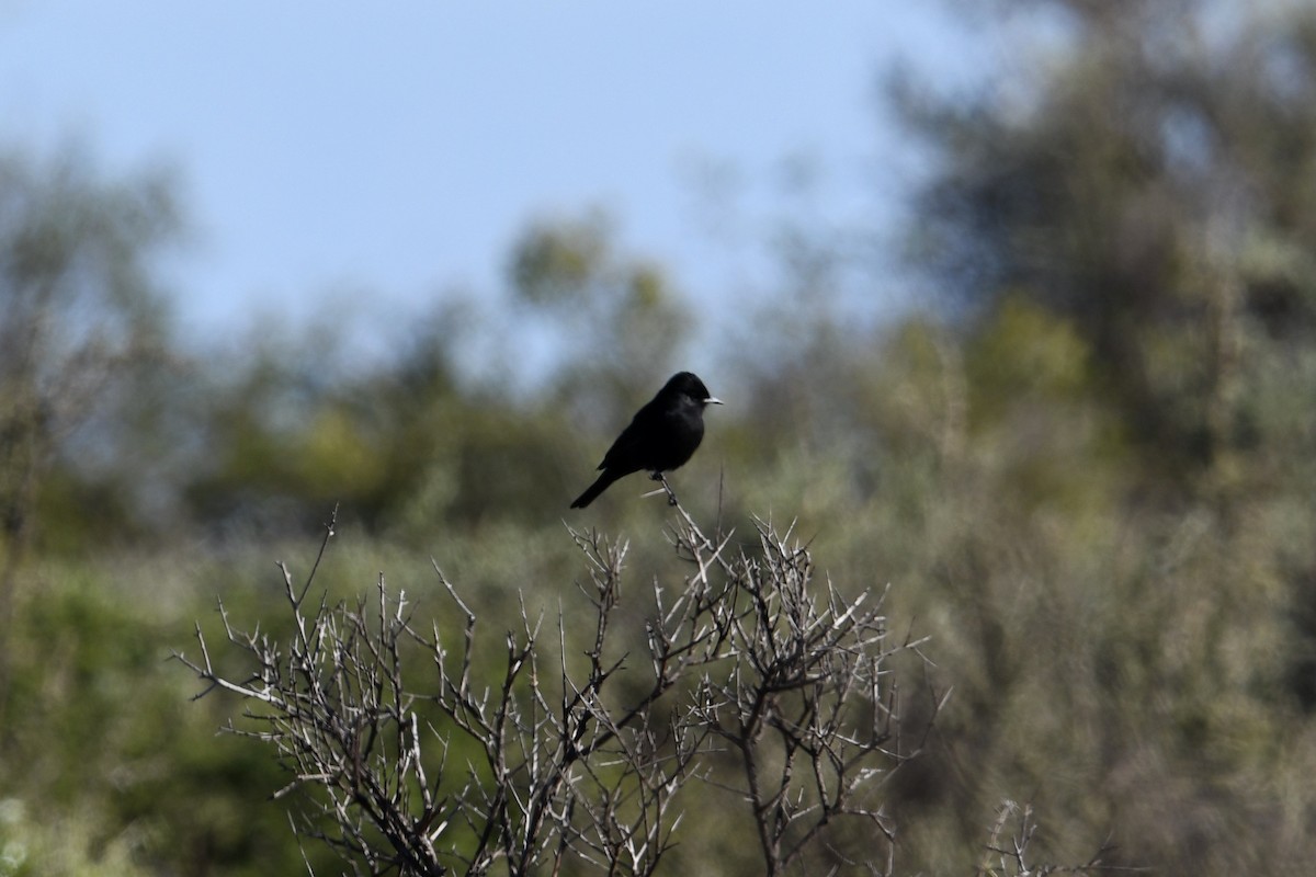 White-winged Black-Tyrant - ML633461142