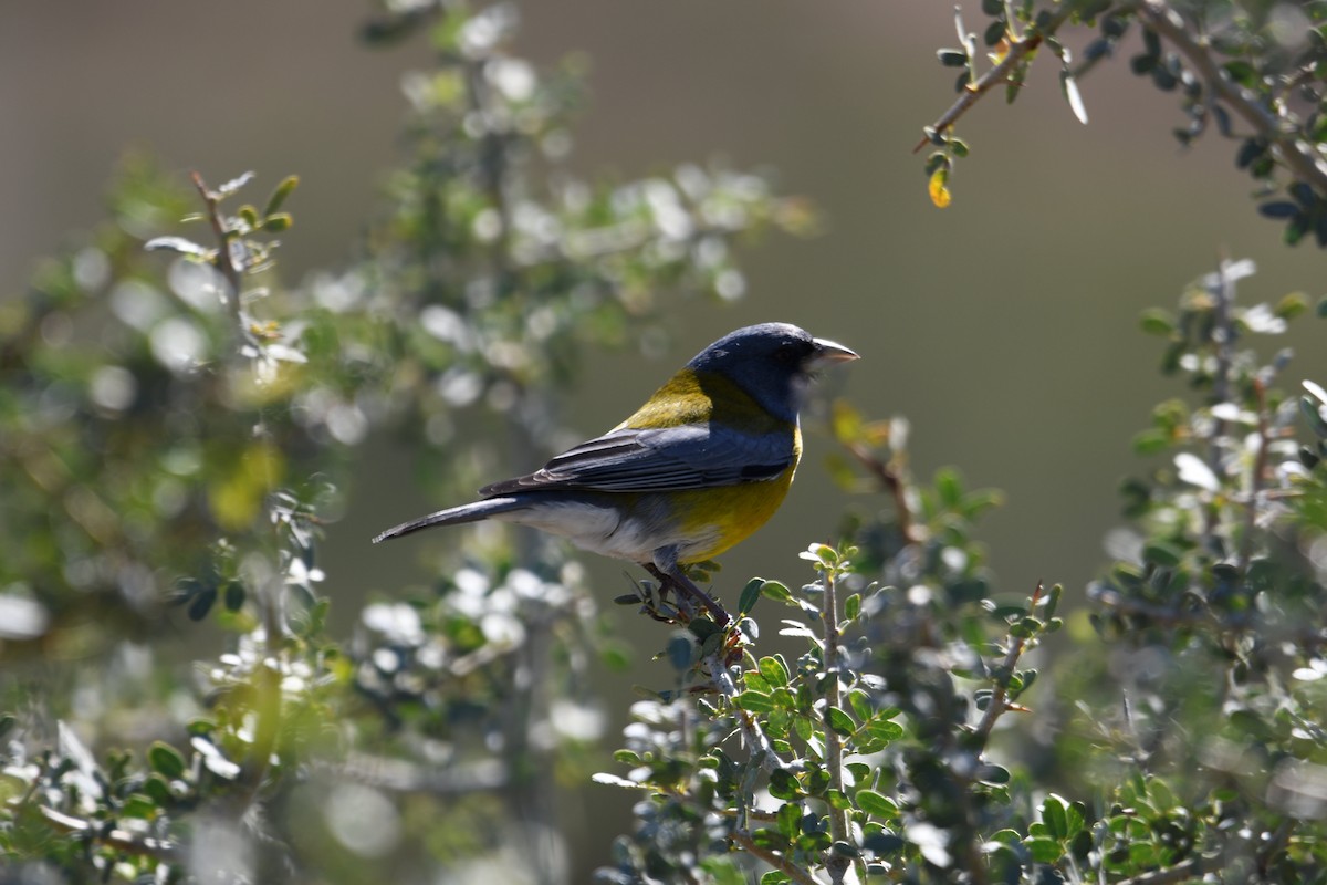 Gray-hooded Sierra Finch - ML633461149