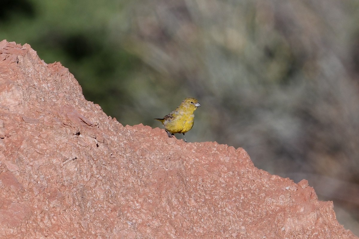 Monte Yellow-Finch - ML633461163