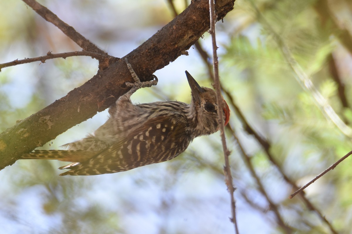 Pic cardinal - ML633461341