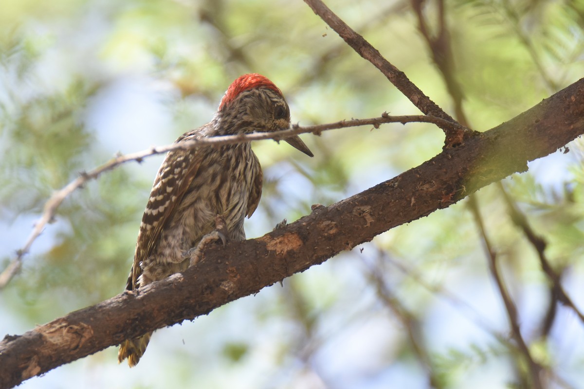 Pic cardinal - ML633461342
