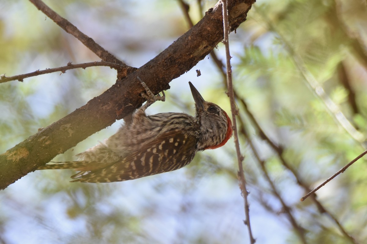 Pic cardinal - ML633461343