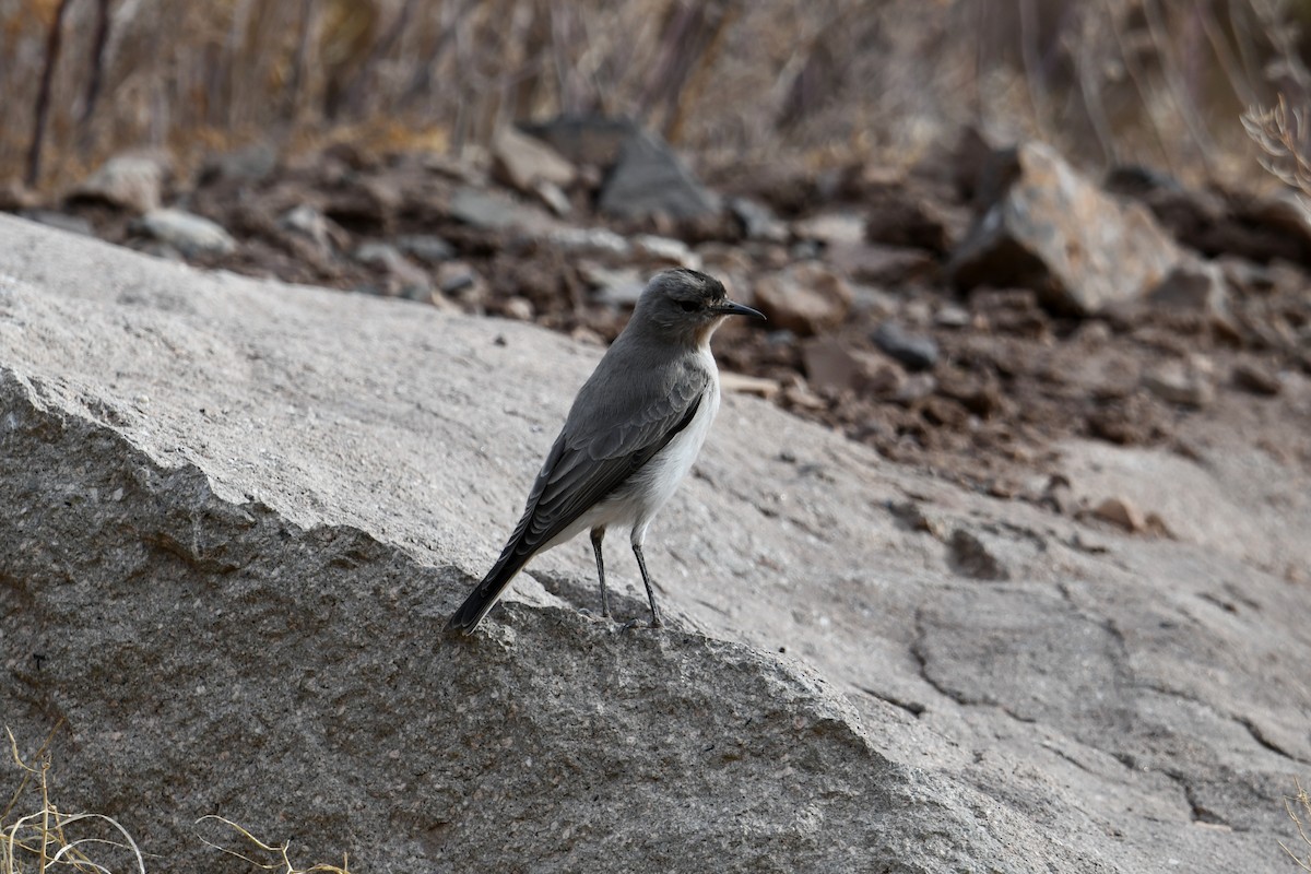 Black-fronted Ground-Tyrant - ML633461446