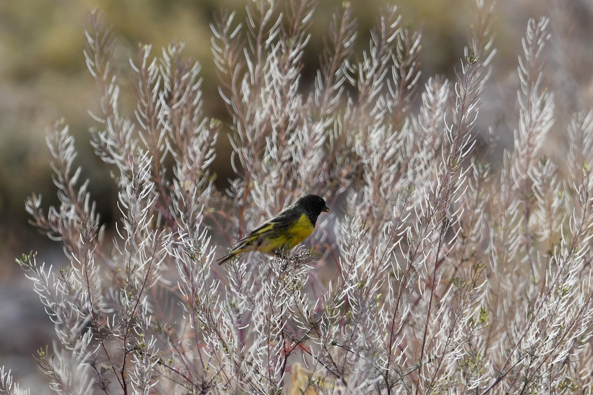 Yellow-rumped Siskin - ML633461468