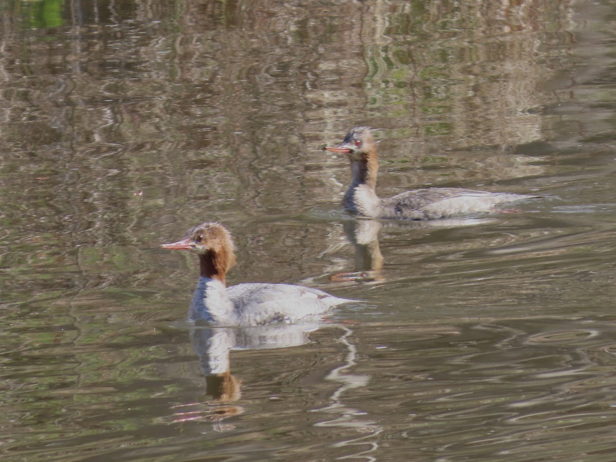 Common Merganser - ML633461469