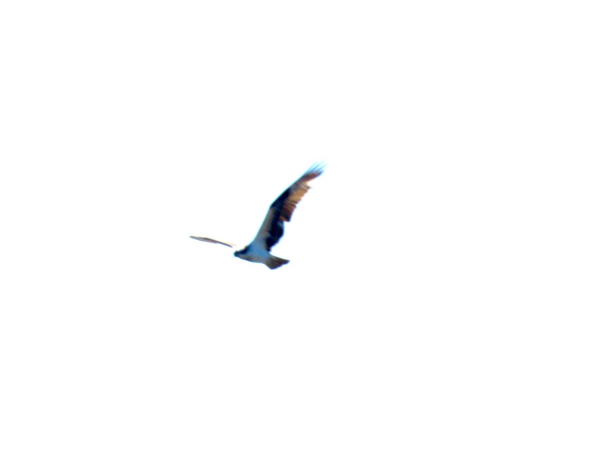 Osprey - ML633461486