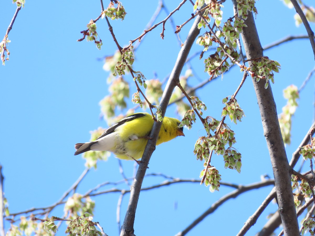 American Goldfinch - ML633461498