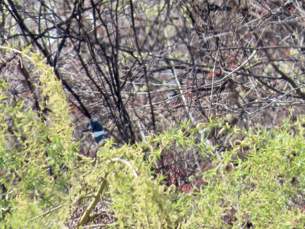 Belted Kingfisher - ML633461604