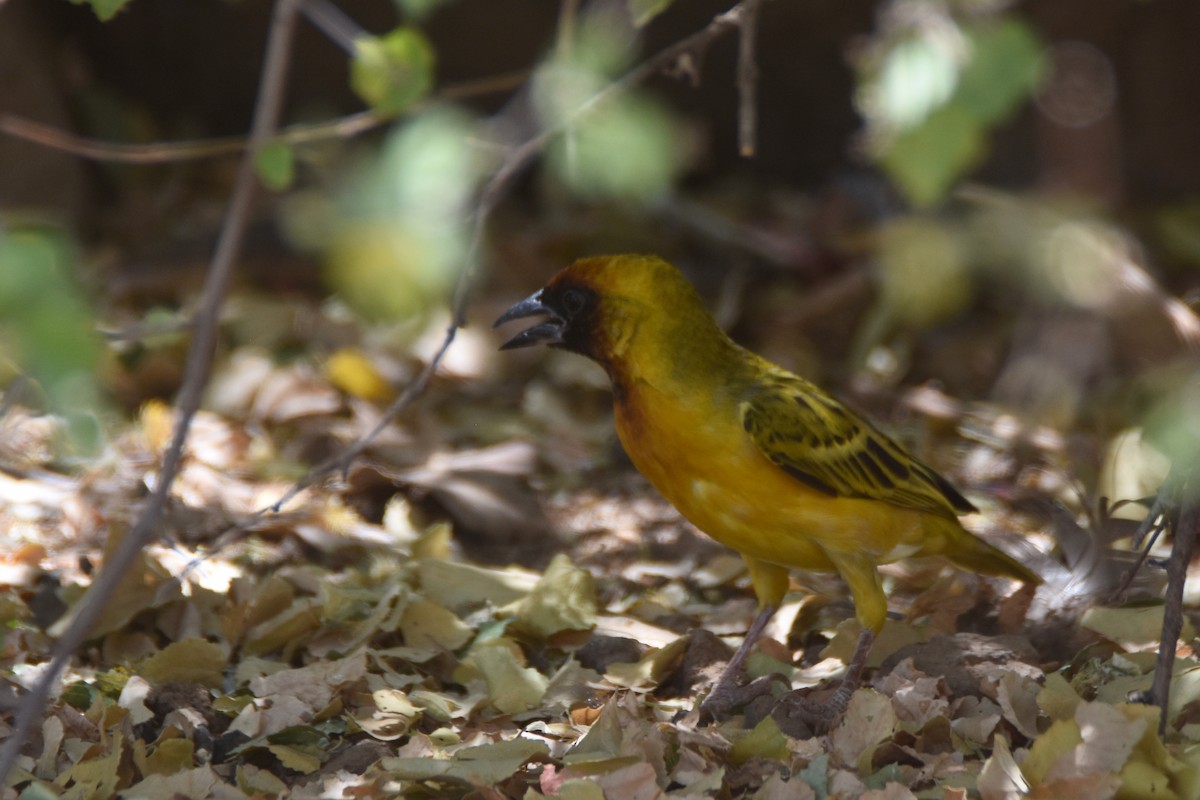 Northern Masked-Weaver - Luke Berg