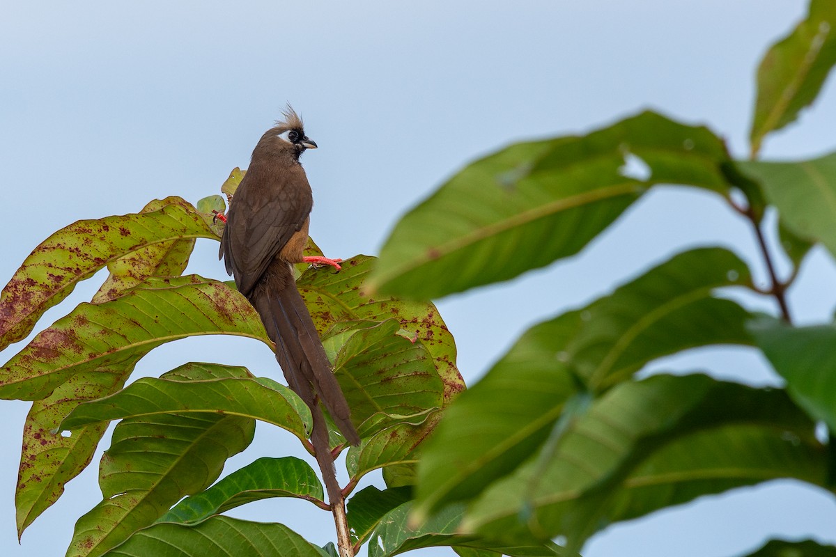 Speckled Mousebird - Boris Delahaie