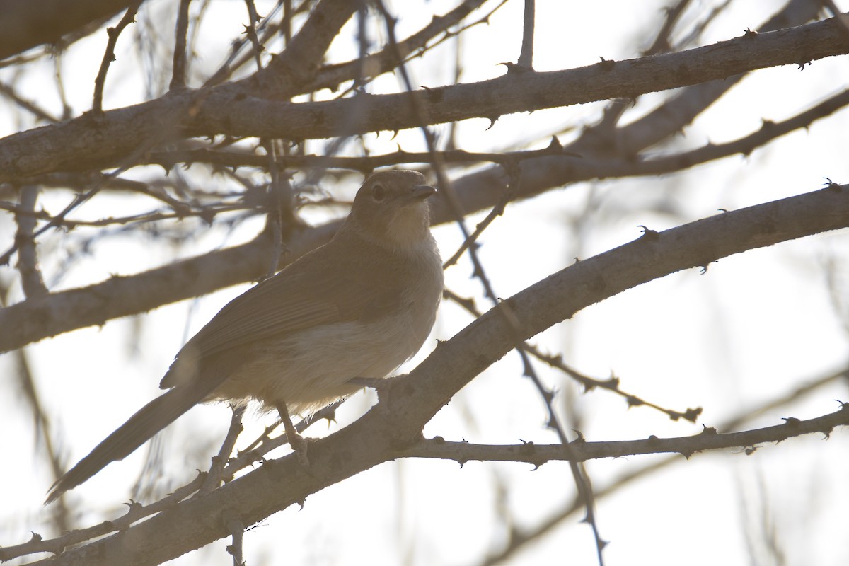 Northern Brownbul - ML633461853