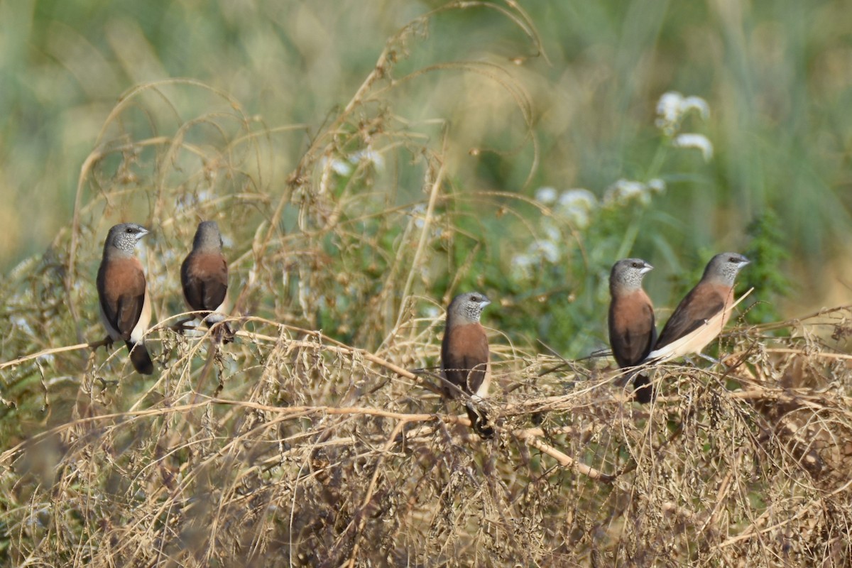 Gray-headed Silverbill - ML633461859