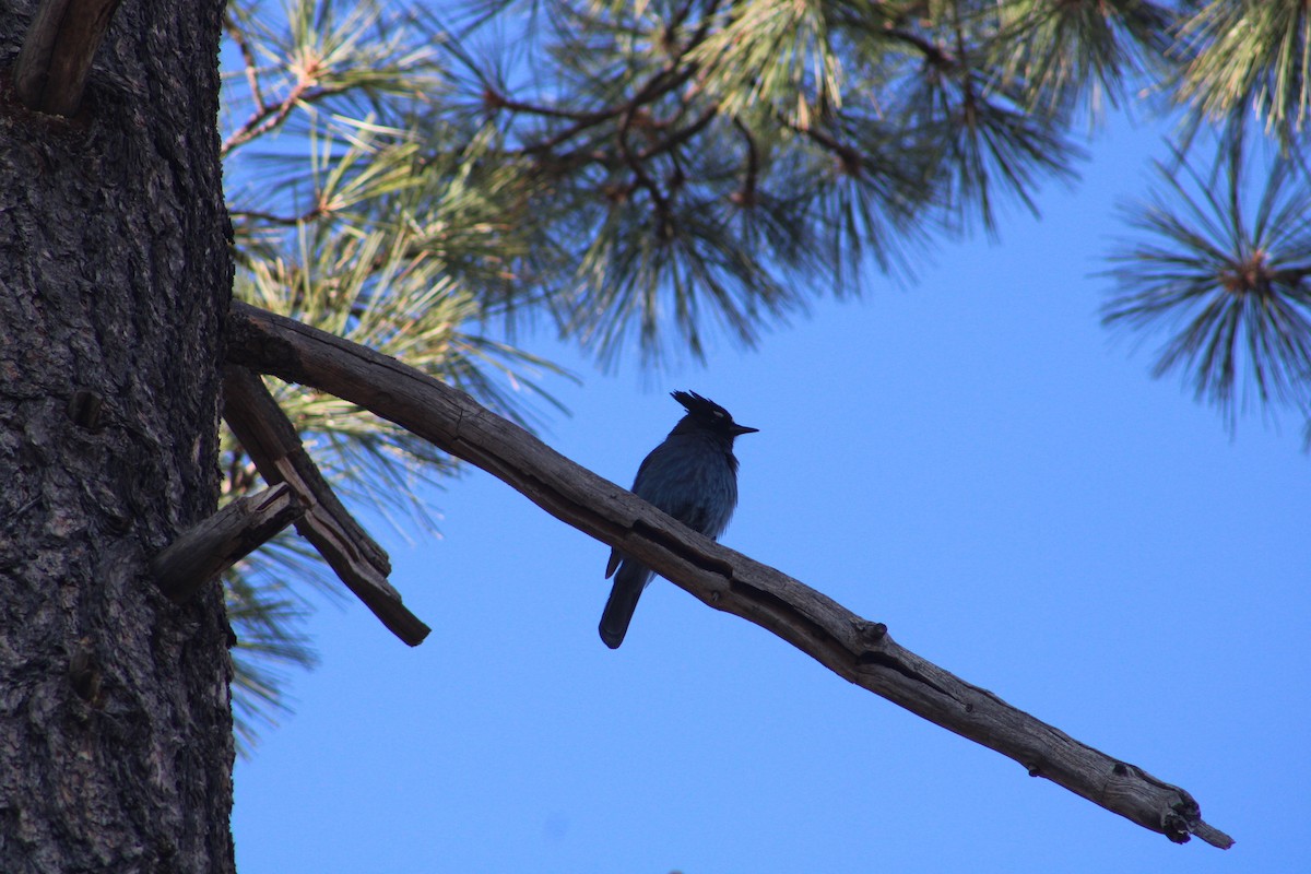 Steller's Jay (Southwest Interior) - ML633461929