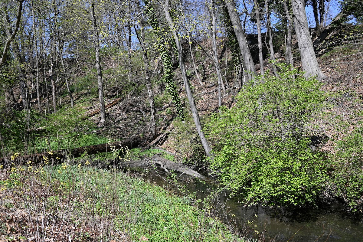 Héron vert - ML633462018
