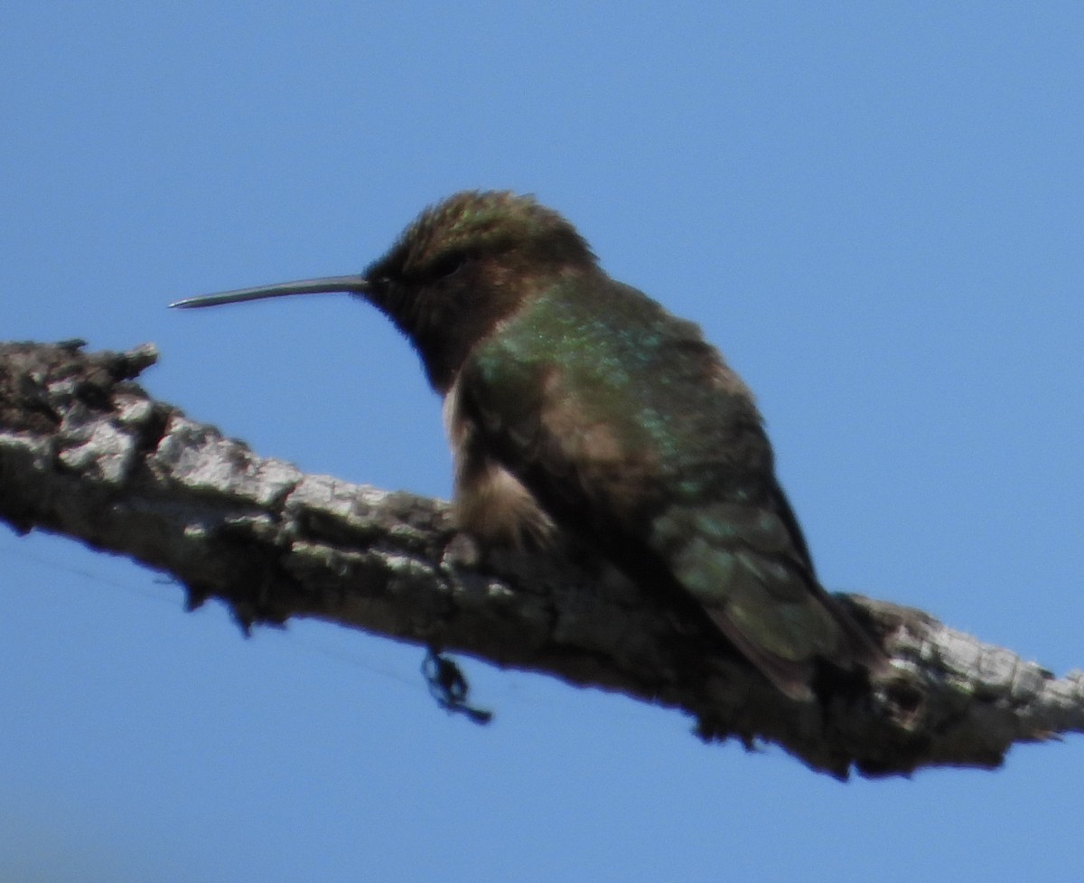 Black-chinned Hummingbird - ML633462066