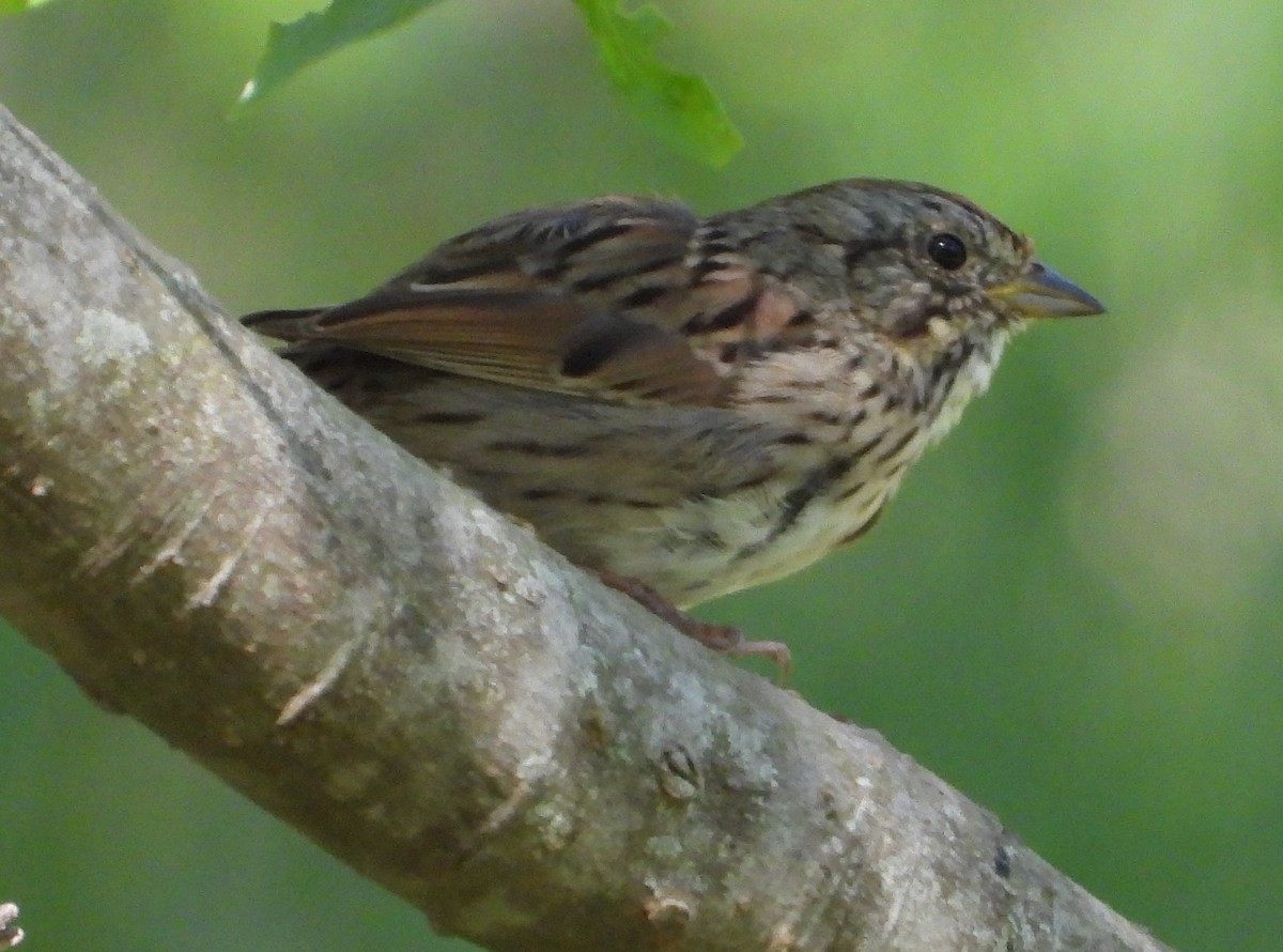 Lincoln's Sparrow - ML633462110