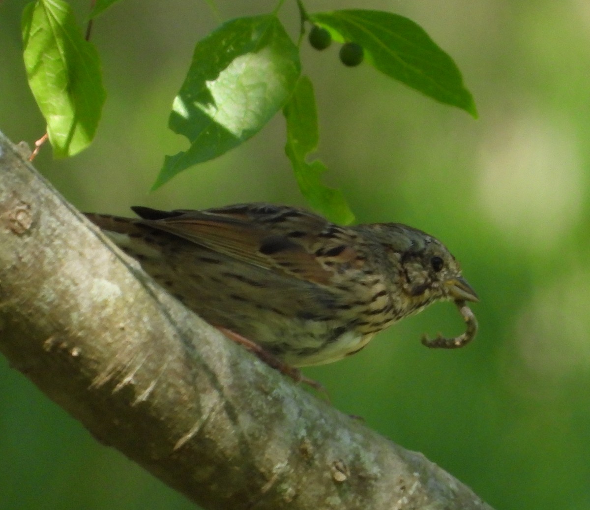 Lincoln's Sparrow - ML633462111