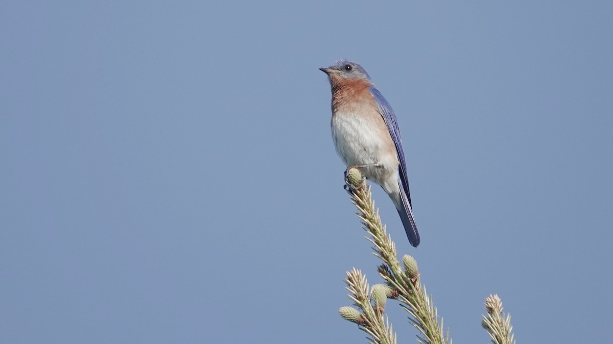 Eastern Bluebird - ML633462205