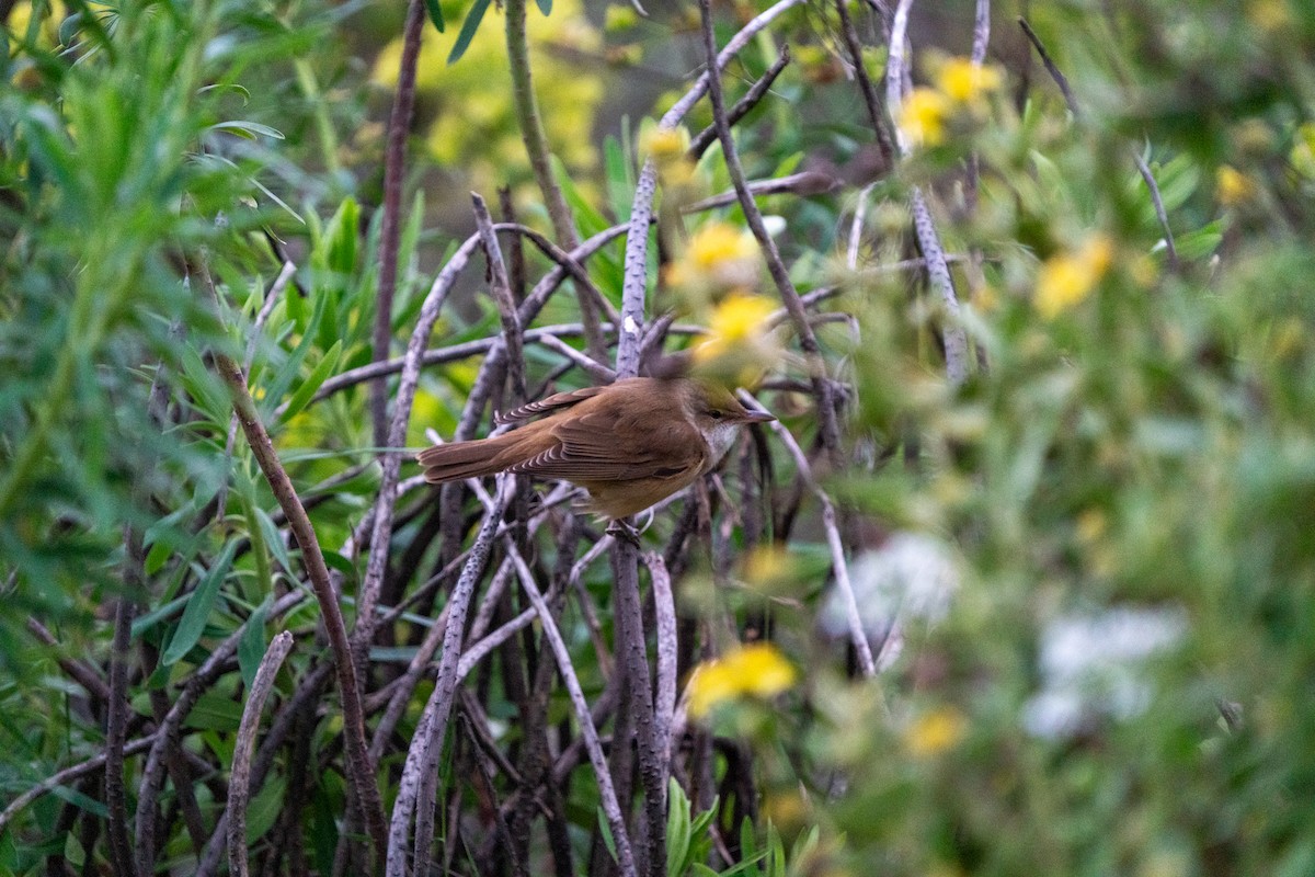 Great Reed Warbler - Ali COBANOGLU