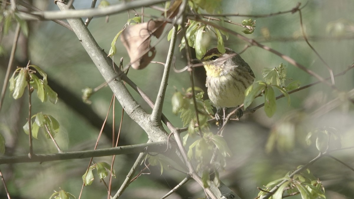 Palm Warbler - ML633462284