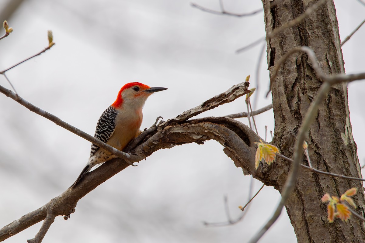 Red-bellied Woodpecker - ML633462352