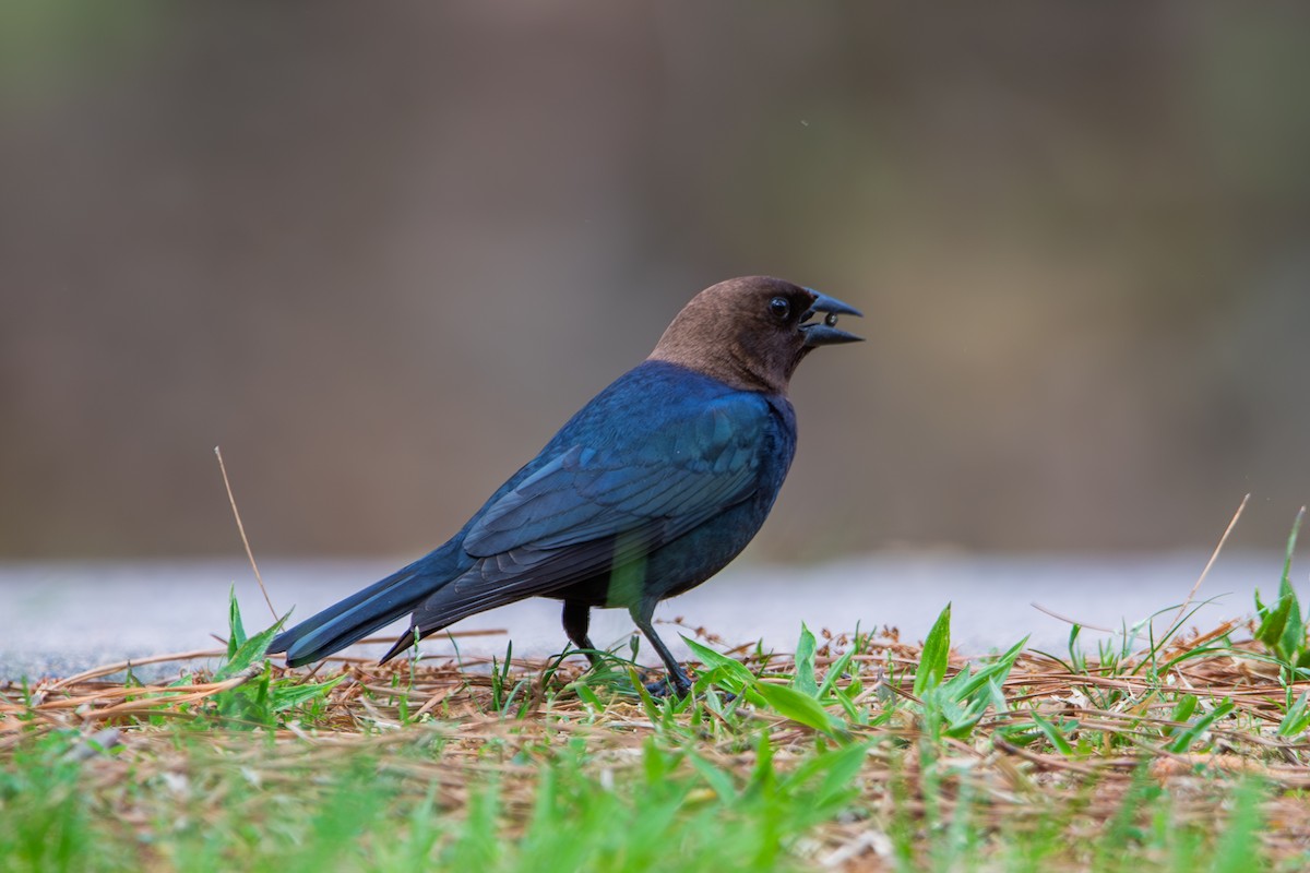 Brown-headed Cowbird - ML633462360