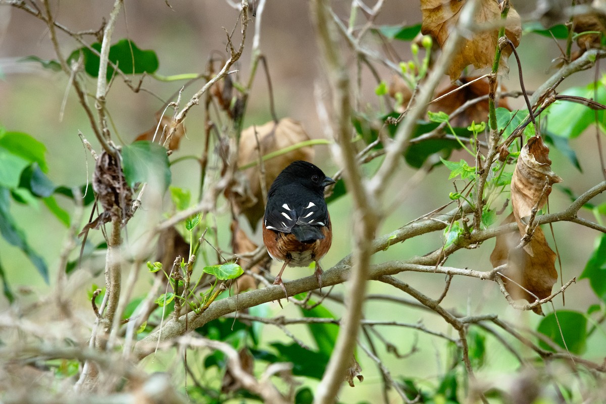 Eastern Towhee - ML633462449