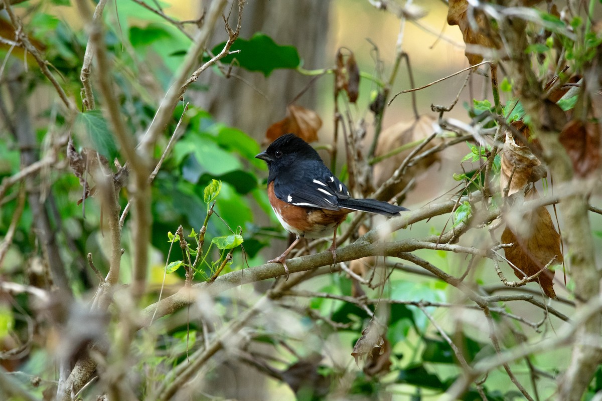 Eastern Towhee - ML633462453