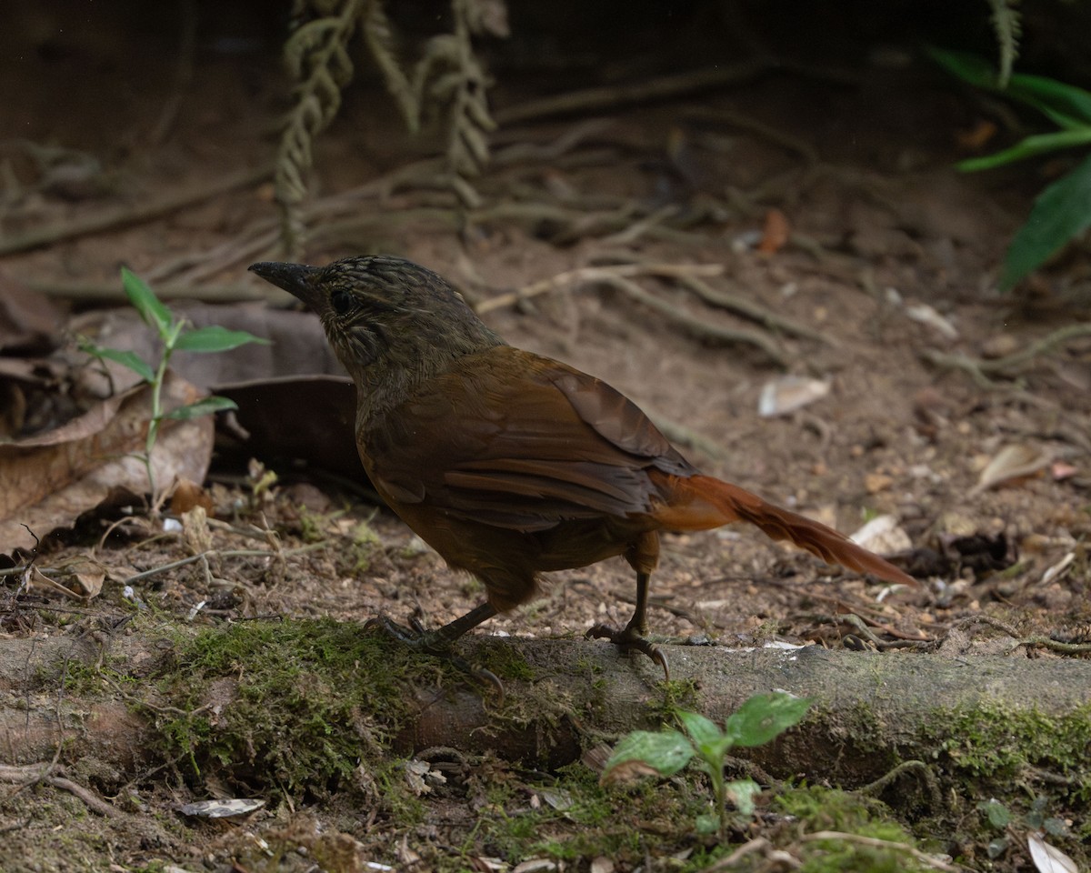 Streak-capped Treehunter - ML633462519