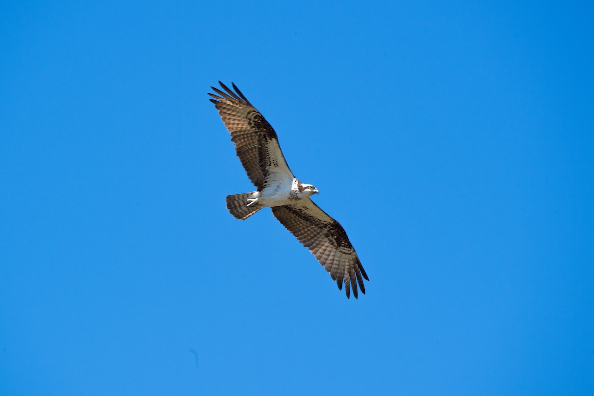 Osprey - ML633462522