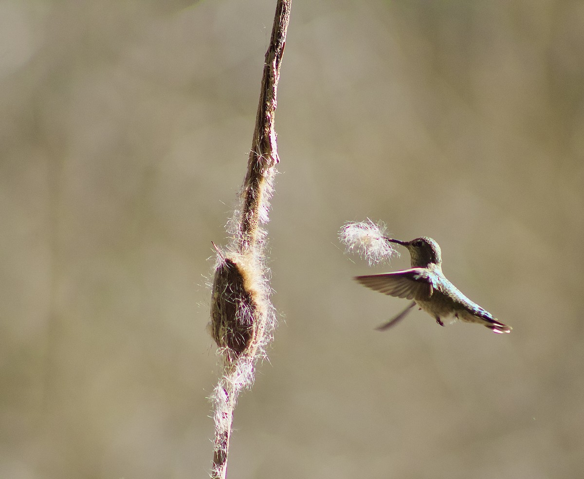 Anna's Hummingbird - Sammy Smith