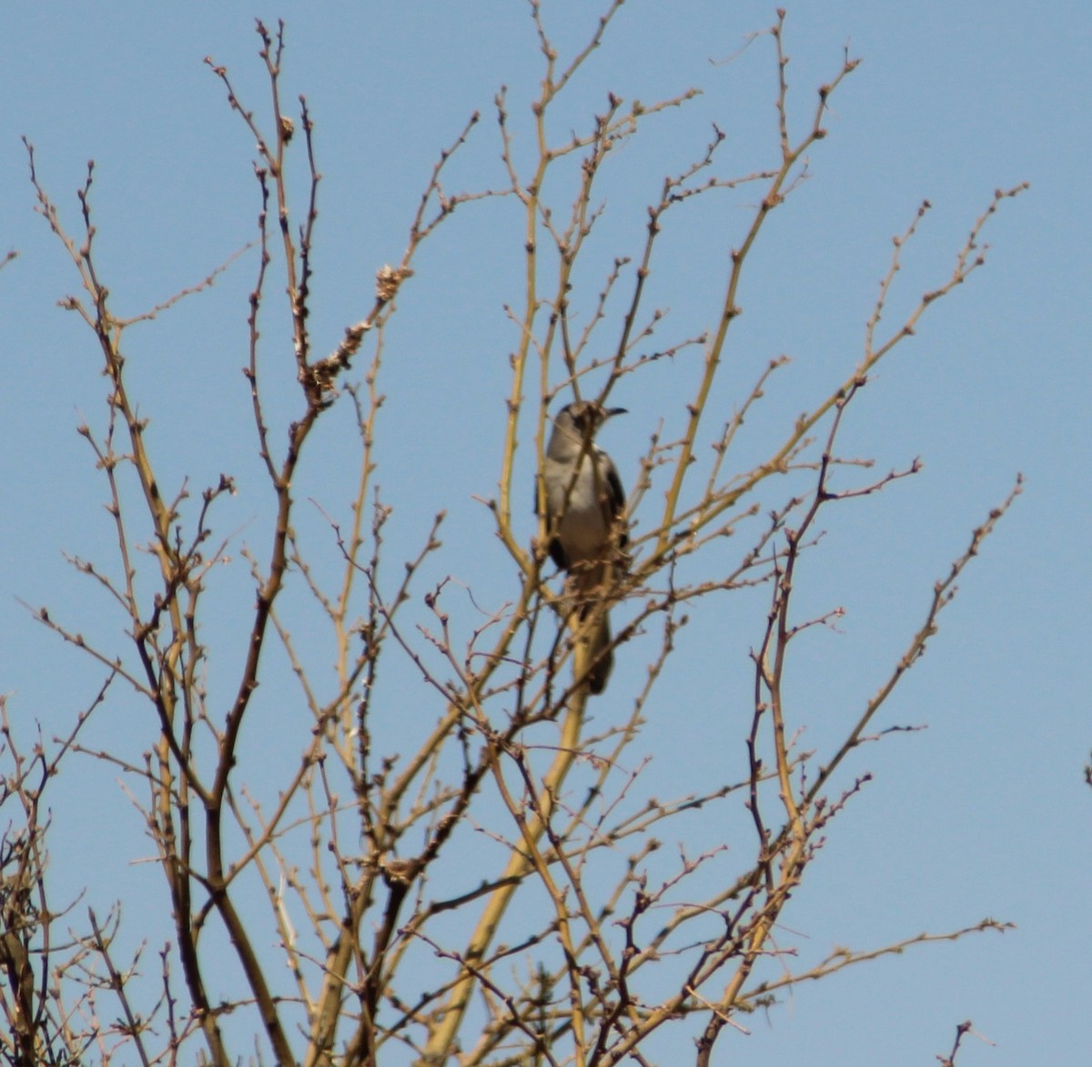 Bendire's Thrasher - ML633462596