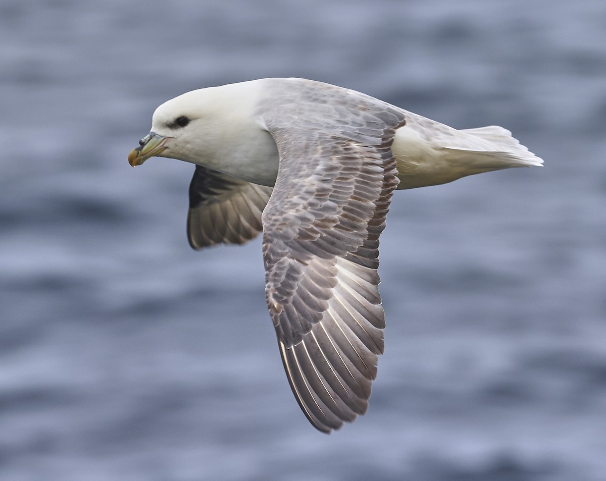 Northern Fulmar - ML633462726