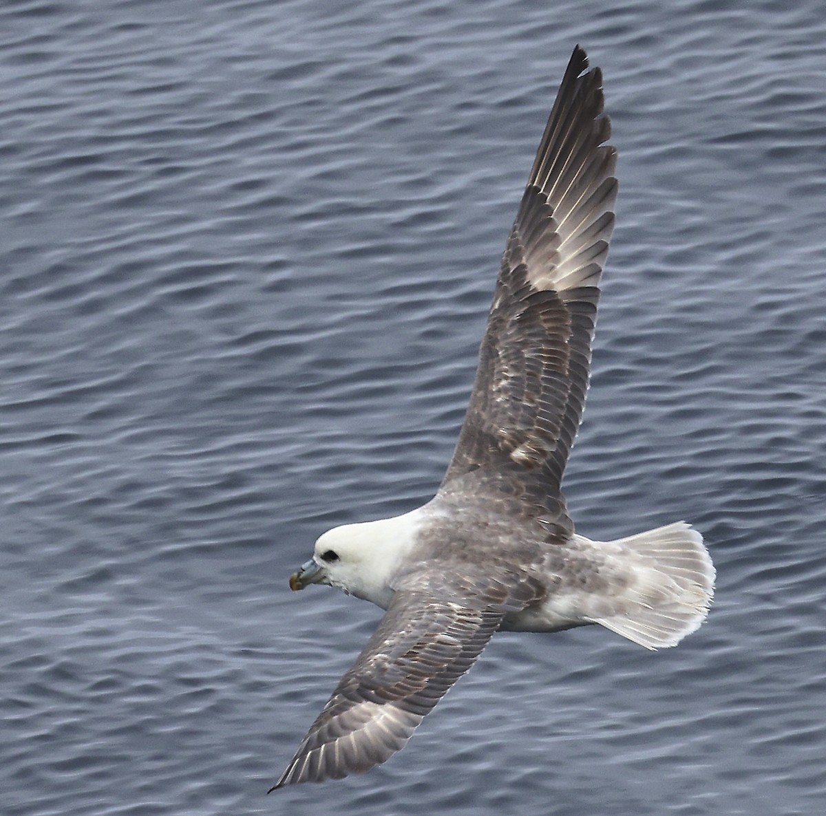 Northern Fulmar - ML633462733