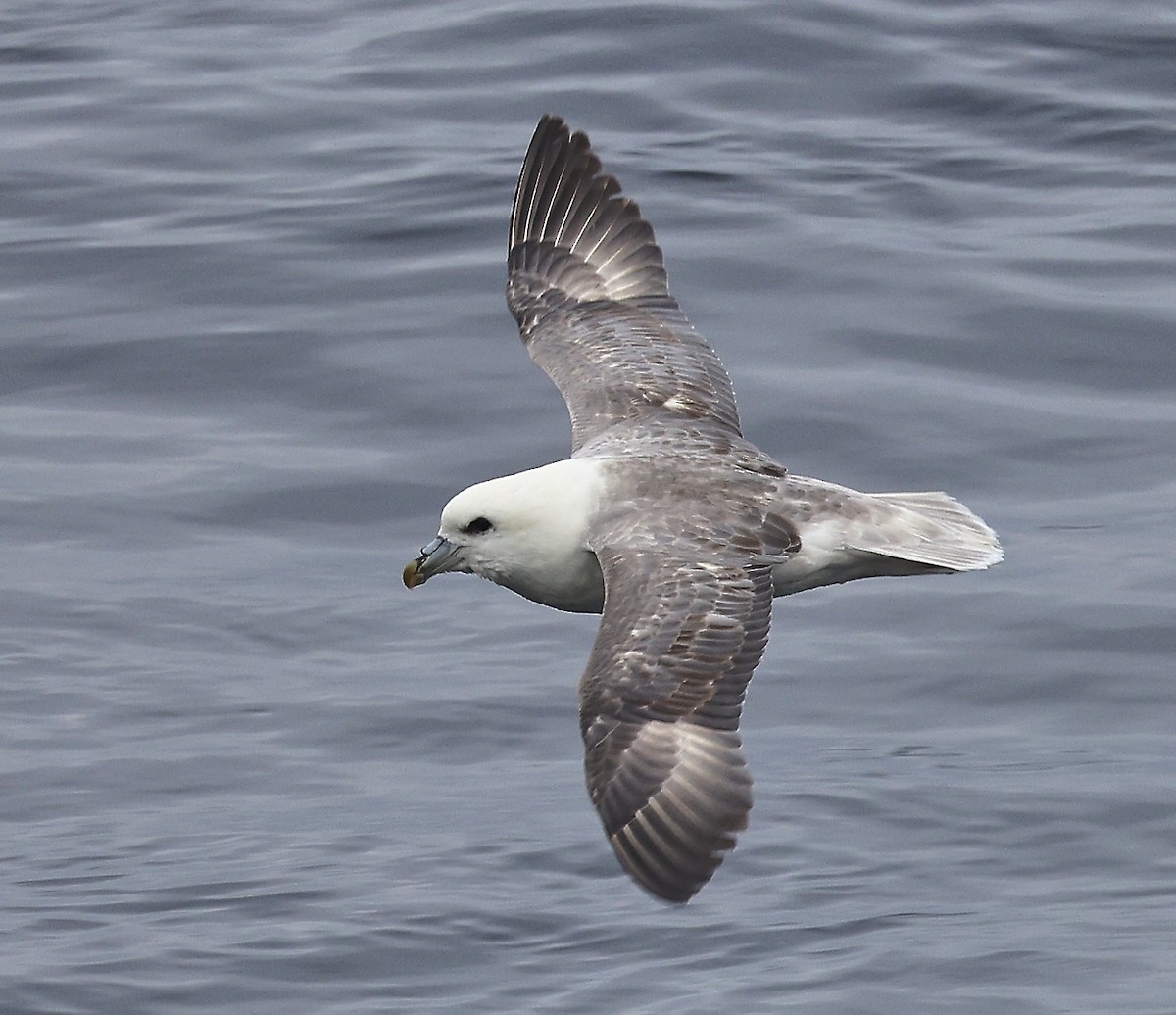 Northern Fulmar - ML633462735
