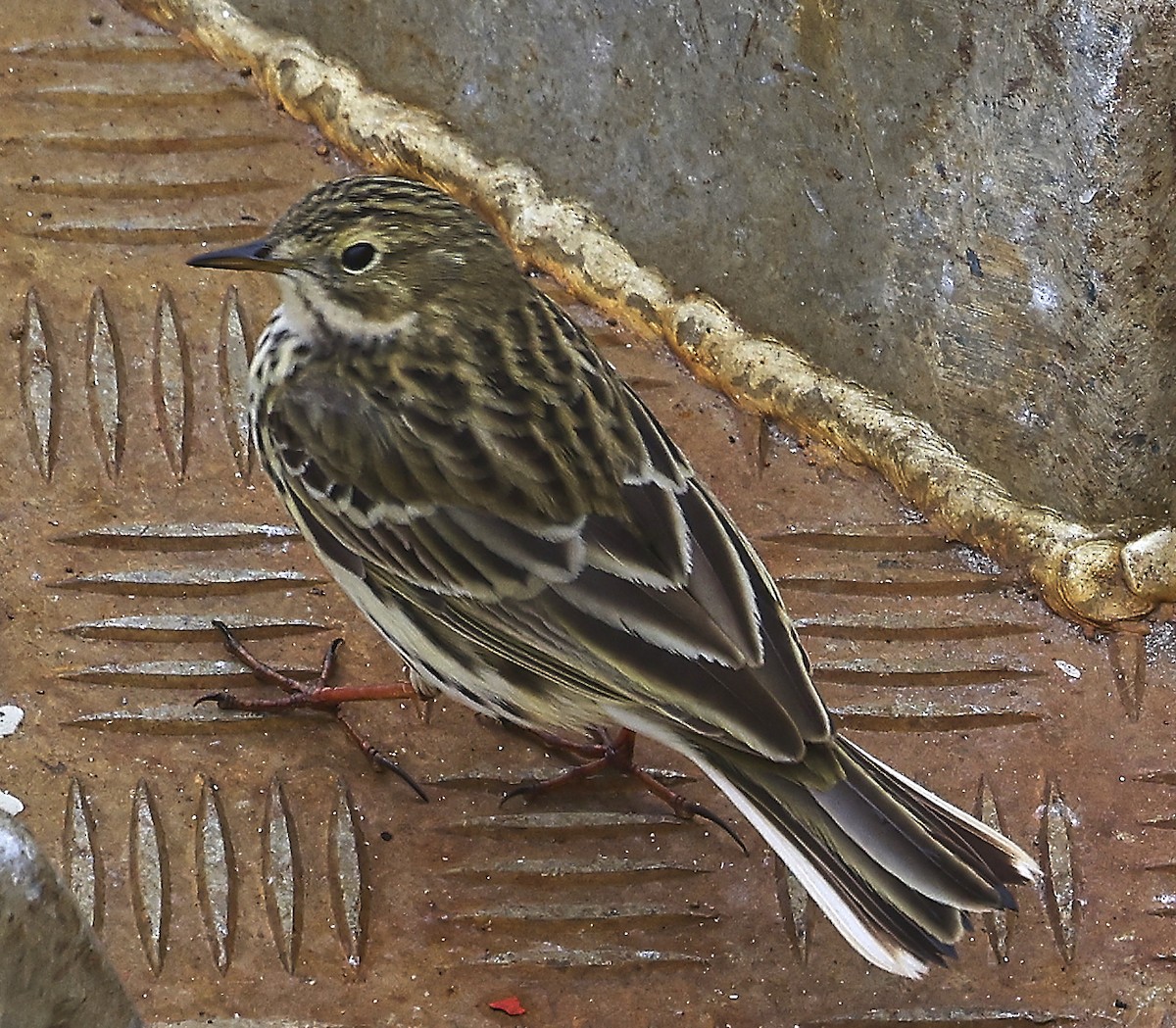Meadow Pipit - ML633462742