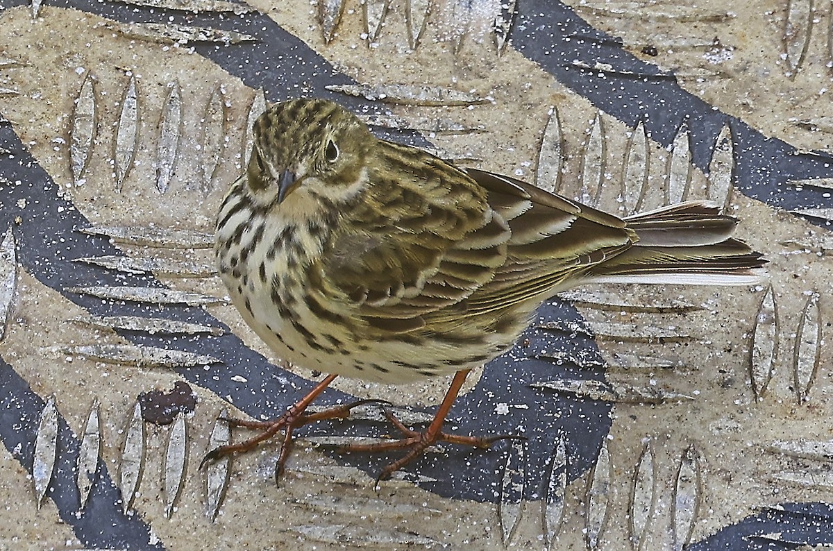 Meadow Pipit - ML633462764