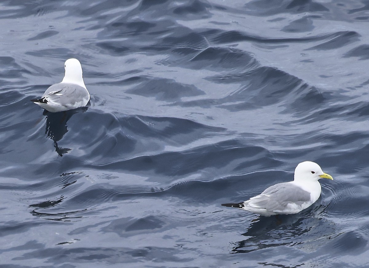 Black-legged Kittiwake - ML633462770