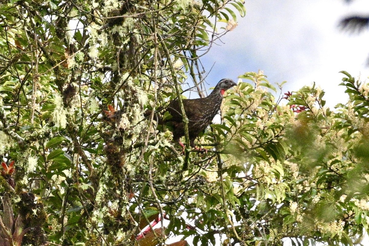 Bearded Guan - ML633462820