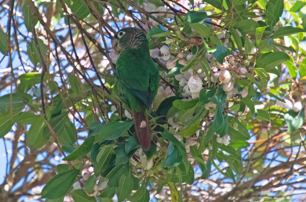 Brown-breasted Parakeet - ML633462876