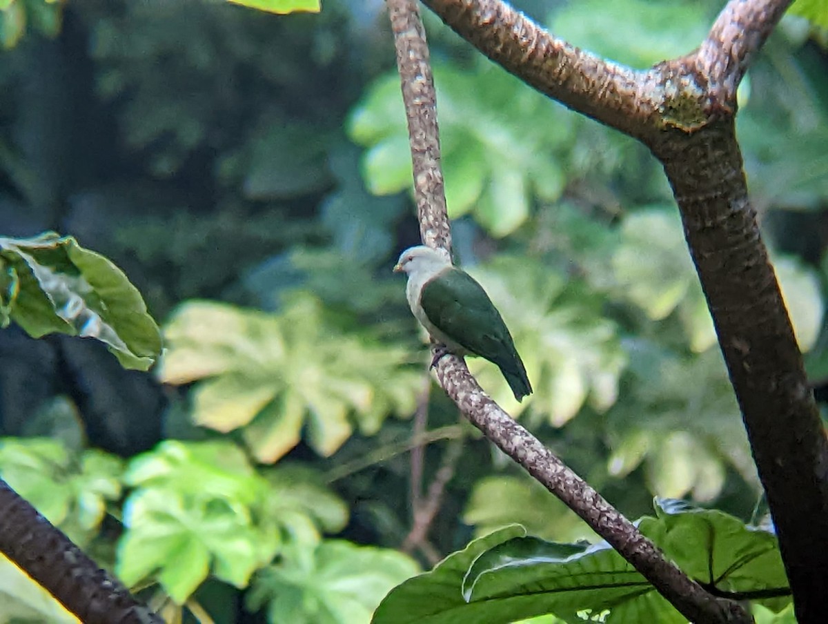 Gray-green Fruit-Dove - ML633462992