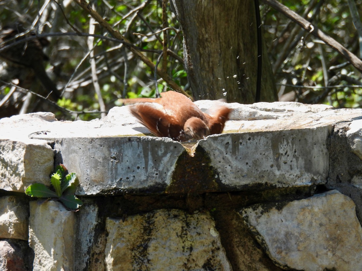 Рыжий пересмешник - ML633463100