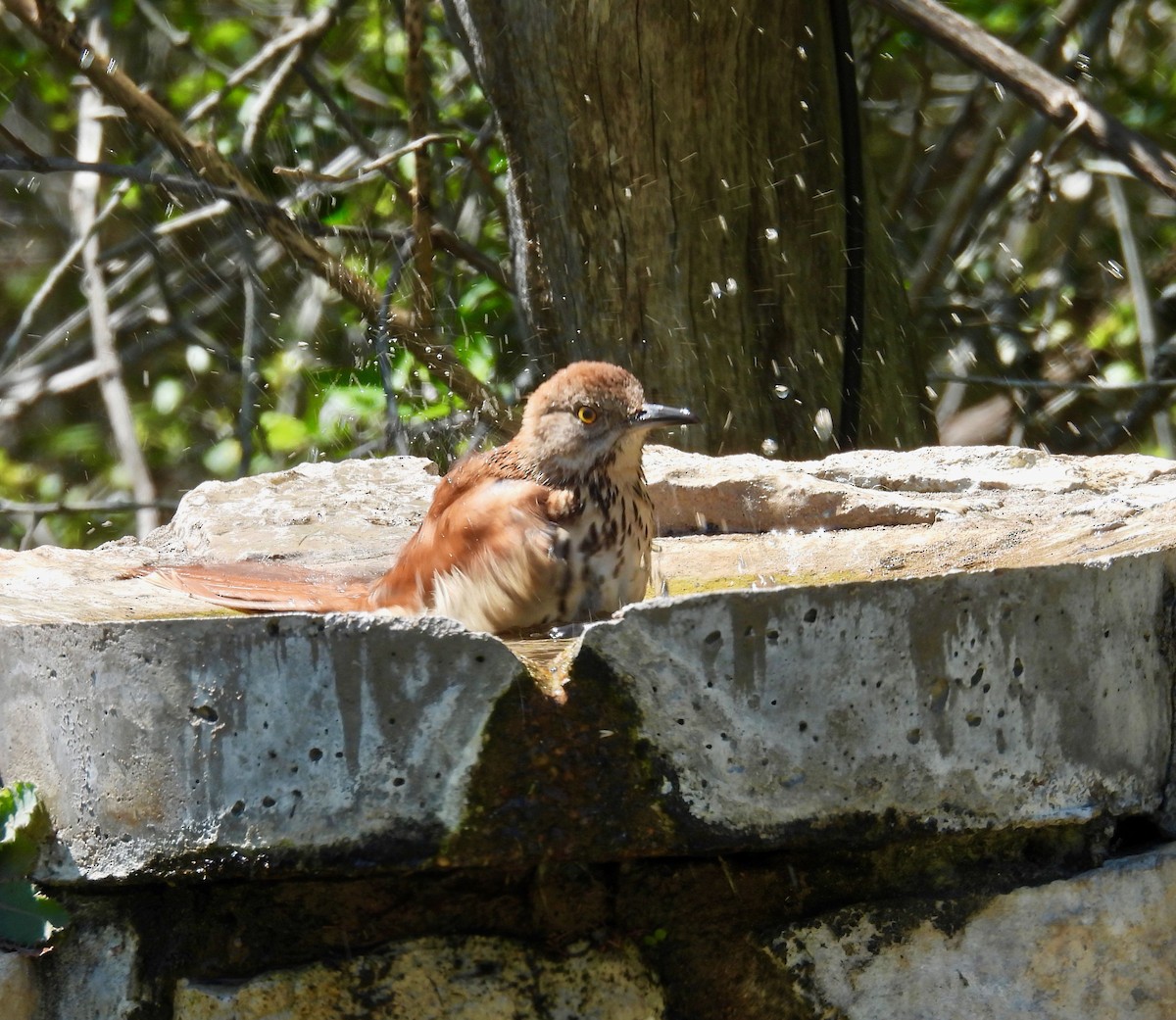 Рыжий пересмешник - ML633463101