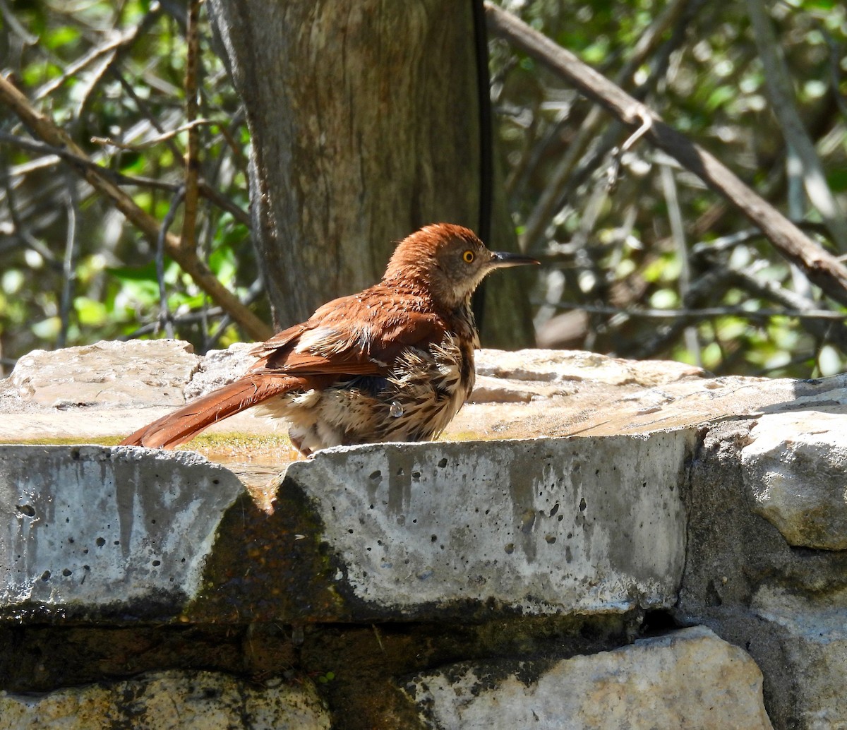 Рыжий пересмешник - ML633463102