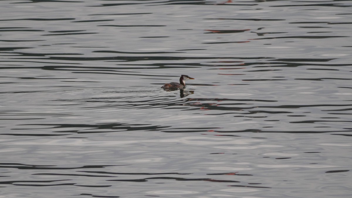 Titicaca Grebe - ML633463117