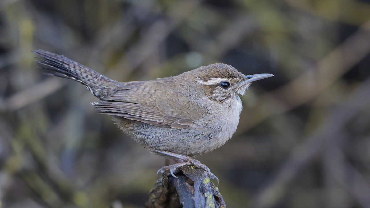 Bewick's Wren - ML633463119