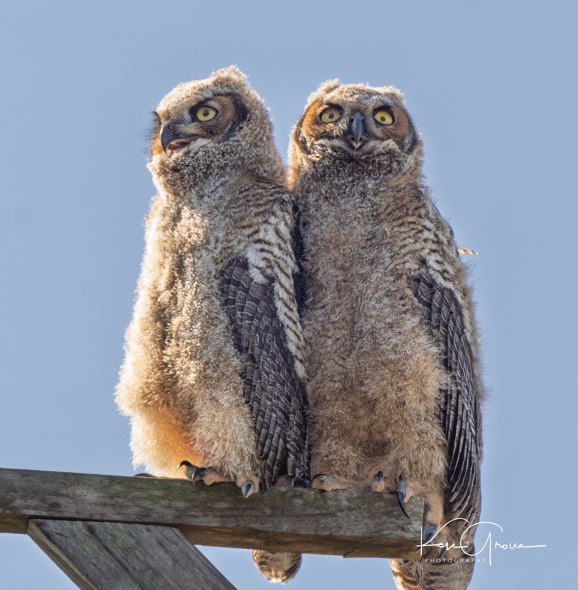 Great Horned Owl - ML633463345