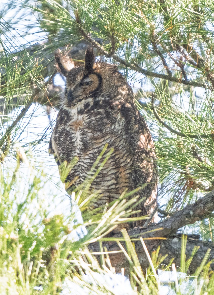 Great Horned Owl - ML633463346