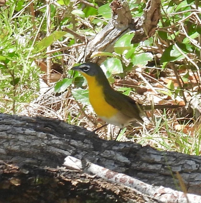 Yellow-breasted Chat - ML633463409